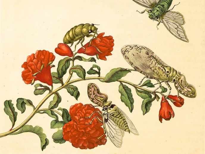 Kolorierter Kupferstich mit einem Zweig mit roten Blüten und vier Insekten, die auf den Blüten sitzen oder sich diesen nähern