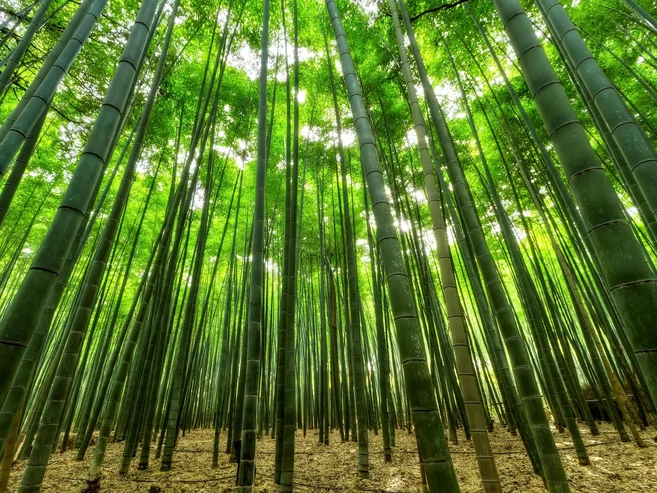 Das Bild zeigt einen dichten Bambuswald mit hohen, schlanken, grünen Bambusstämmen. Zwischen den Stämmen sind viele lebendige grüne Blätter zu sehen, die eine ruhige, natürliche Atmosphäre vermitteln. Das Licht fällt sanft durch die Baumkronen.